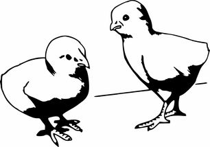 小雞,家禽,雞,公雞,孵出來了,羽毛,雞蛋