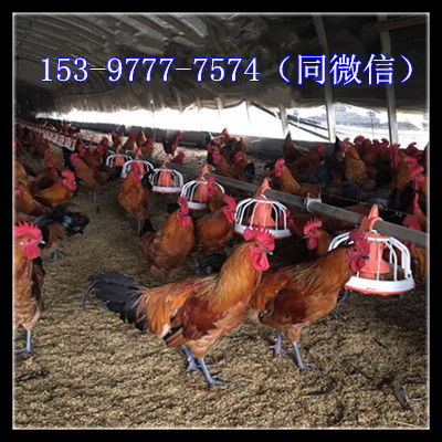 廣元土雞苗在哪里賣三黃雞