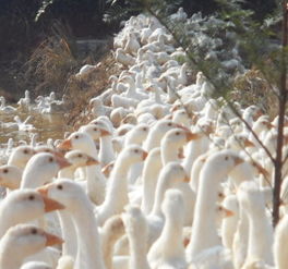 重慶鵝苗價格孫老三大型鵝苗孵化場價格 廠家 圖片