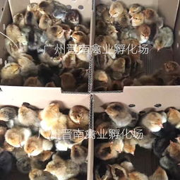 散養(yǎng)土雞麻黃雞苗孵化場直銷 廠家批發(fā)新廣882 全國配送k9