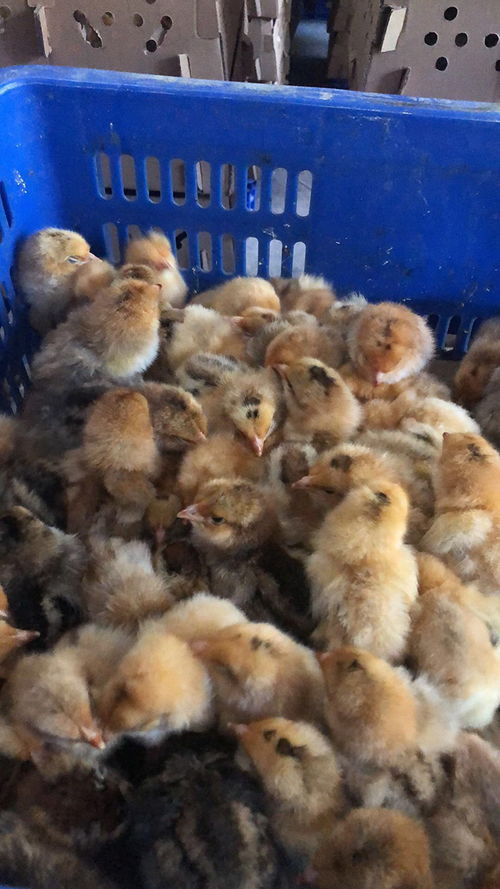 櫻桃谷鴨苗多少錢一個 惠民禽業(yè) 茂名鴨苗多少錢一個