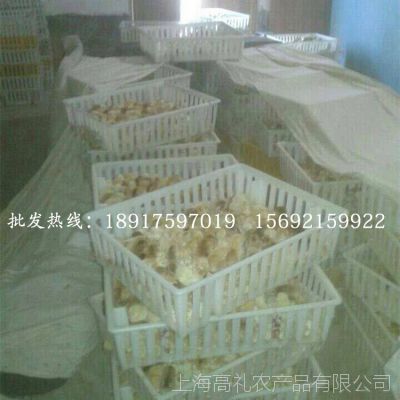 大量供應安卡紅雞種苗優(yōu)良品種高存活率 孵化場直銷