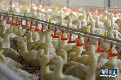 北京烤鴨里的和田味道