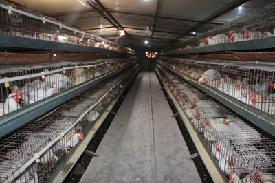 巷道鎮(zhèn):小家禽孵化大產業(yè) &ldquo;土雞&rdquo;變身&ldquo;金鳳凰&rdquo;