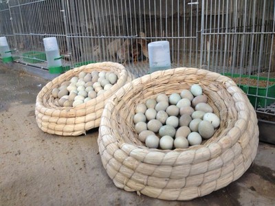 山東曹縣王澤鋪一兩重蘆丁雞孵化出千萬財富
