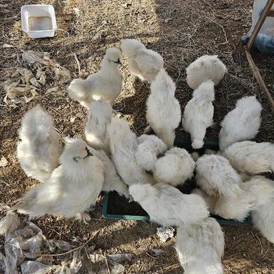 純白希爾寵物雞活物家禽觀賞雞小型幼雞自家農場孵化健康皮實好養(yǎng)