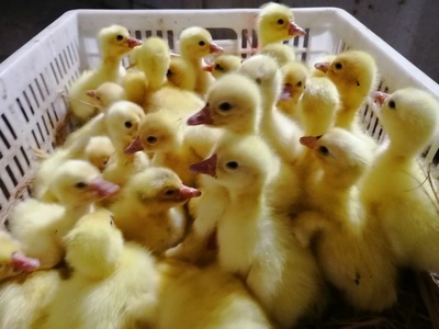 東北鵝苗 品種大白鵝 浙東鵝苗價格 廣西鵝苗孵化基地 大種鵝苗一只