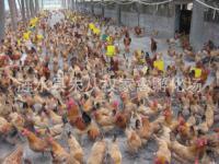 【家禽】_第1頁_漣水縣朱從權家禽孵化場