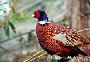 供應七彩山雞苗,廠家直銷,天天出貨