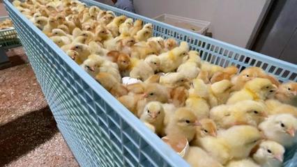 從大桃到蛋雞,平谷打造北京"農業中關村",孵化中國種業高科技