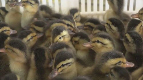 小鴨蛋 孵 出美好生活