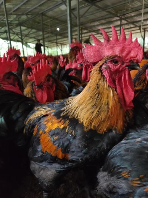 黑雞苗 快大黑雞苗批發 黑雞苗供應 天露黑雞苗 良鳳黑肉雞苗價格