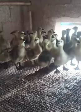 廣西龍發家禽孵化