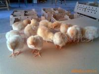 賀州市八步家禽孵化場