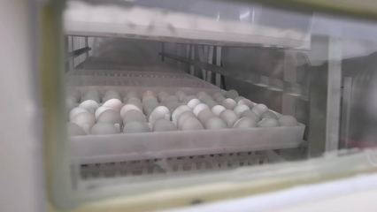 科技如何賦能農業發展?來華農&ldquo;智慧小院&rdquo;瞧瞧