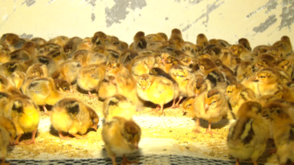 岳普湖縣做大畜禽養殖產業 助推鄉村振興