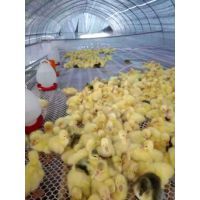 【肉鵝回收,肉鵝養殖技術,白鵝孵化基地圖片】肉鵝回收,肉鵝養殖技術,白鵝孵化基地 - 宛城區振山西洼家禽孵化場