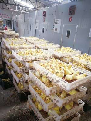 其他畜牧業副產品 河南鵝苗養殖基地_鵝苗批發
