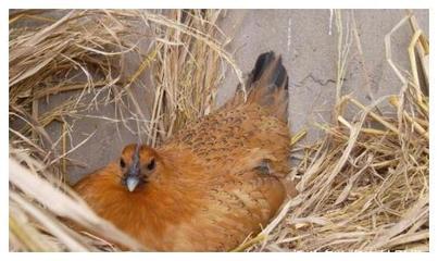 農村大叔在野外撿回幾顆蛋,蛋被孵化后,鄰居一看拿起手機讓報警