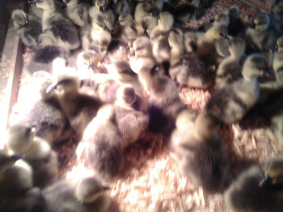 廣西南寧孵化場紅頭鴨苗、廣西家禽麻鴨苗