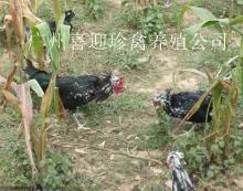 如東縣富源家禽孵化廠_世界工廠網全球企業庫