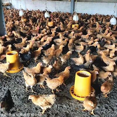 靈山麻雞青年雞基地直銷麻黃雞童子雞抗病力強