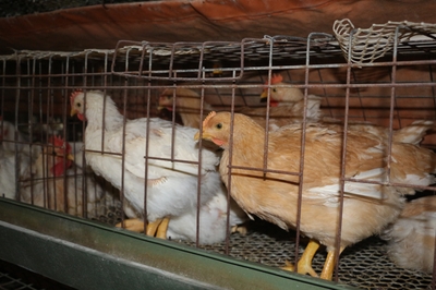 巷道鎮:小家禽孵化大產業 &ldquo;土雞&rdquo;變身&ldquo;金鳳凰&rdquo;