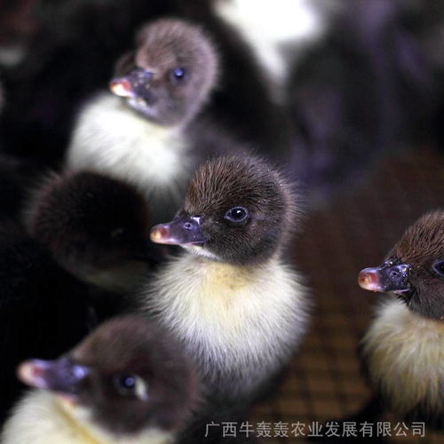 價格 廠家 中國供應商