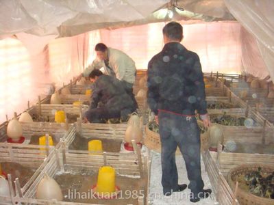 鴨苗孵化,鴨苗批發,鴨苗價格,河南鴨苗,黑金定鴨苗--南陽西洼家禽孵化場