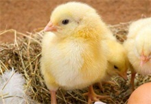 提高家禽孵化率的有效措施