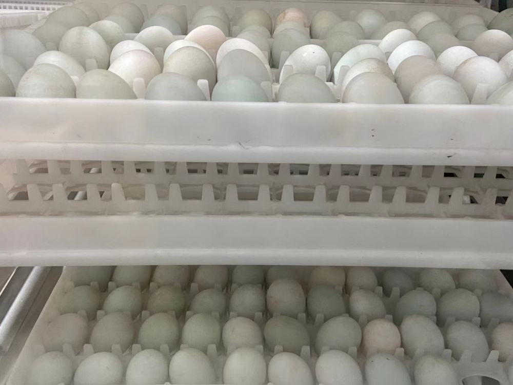 種菜、孵蛋都有高科技,華農&ldquo;智慧小院&rdquo;落成