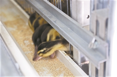 華農&ldquo;智慧小院&rdquo;落成 一站式體驗農業黑科技