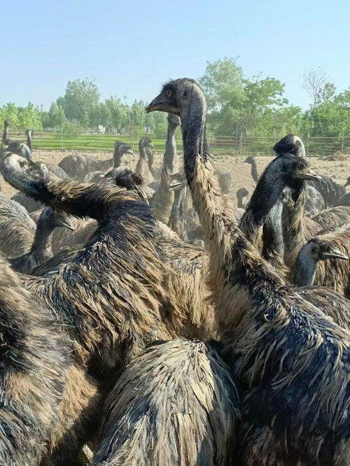 夫妻年孵化8000只 世界第二大鳥 ,一個蛋能賣280