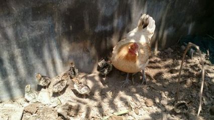 開始孵化,火雞蛋,幾天照蛋