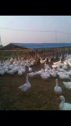 家禽_佳源鵝苗孵化中心-