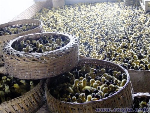 邱登軍 充實頭腦 引進設備 嬴得成功