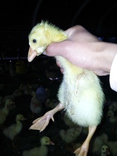 沭陽縣東升家禽孵化場 地址:江蘇沭陽縣東升家禽孵化場|電話00527 83688880| - 中國黃頁網