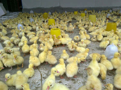 我想養(yǎng)鵝該怎么去做,西洼家禽孵化場給你推薦幾種