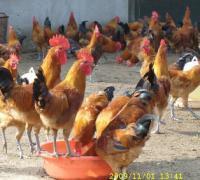 秀山清溪孵化場批發(fā)秀山土雞苗,鴨苗鵝苗 專欄