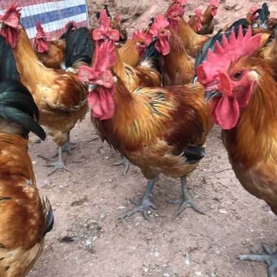 重慶萬州雞苗孵化場 四川綿陽家禽養(yǎng)殖基地 四川家禽孵化基地地址