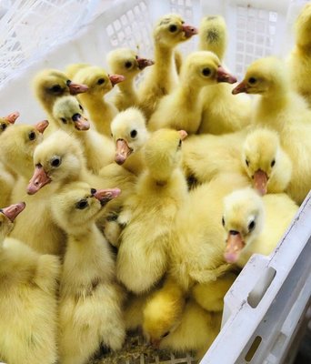 正規(guī)鵝苗家禽孵化場 出售優(yōu)質除草白鵝品種雞鴨雛大種浙東小鵝