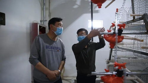 巴里坤縣家禽孵化養(yǎng)殖場 小雞蛋孵化脫貧大產業(yè)