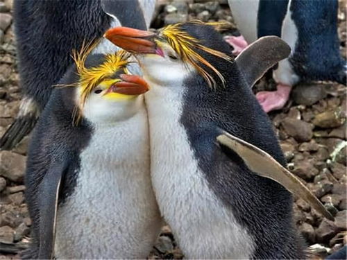 現(xiàn)代人類(lèi)一夫一妻,曾經(jīng)普遍一夫多妻,這樣的轉(zhuǎn)變究竟是因?yàn)樯? class=