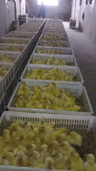 六安養(yǎng)鵝基地鵝苗孵化場(chǎng)大品種鵝苗價(jià)格有皖西白鵝苗