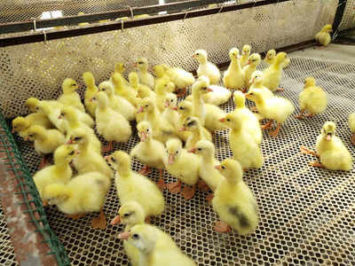 養(yǎng)育鵝苗,要學(xué)會(huì)引導(dǎo)它們飲水吃食,還要注意各種環(huán)境因素