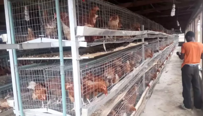 尼日利亞農(nóng)業(yè)市場(chǎng)中家禽孵化行業(yè)的發(fā)展現(xiàn)狀與前景