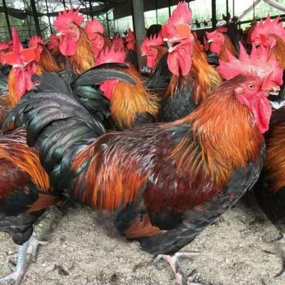 孵化場常年批發云南土雞苗——優質家禽孵化服務