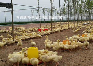 家禽孵化 現代農業的關鍵技術與實踐