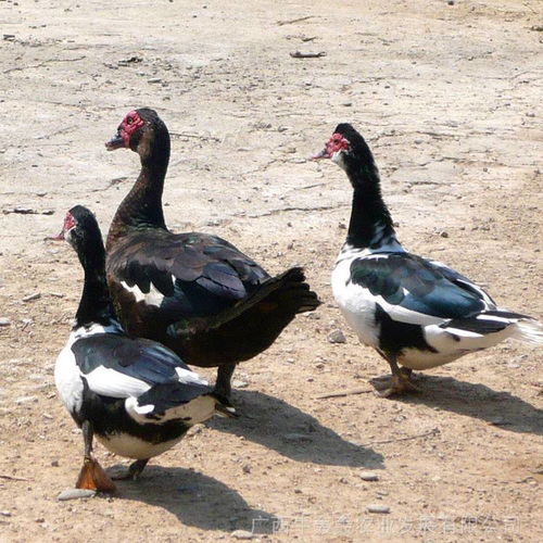 中國供應商家禽孵化設備價格分析與市場趨勢