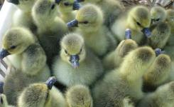 菏澤家禽孵化產(chǎn)業(yè) 傳統(tǒng)與現(xiàn)代的完美融合